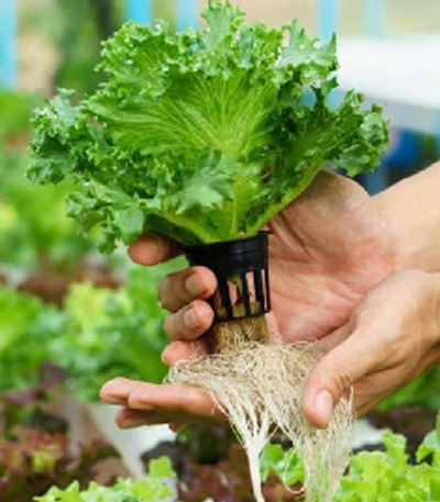 Hydroponic Cultivation